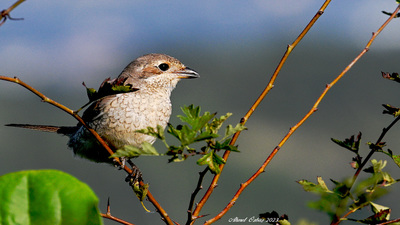 Kızılsırtlı Örümcekkuşu (Lanius collurio) - İstanbul / Sarıyer kuş fotoğrafı