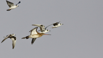 Çamurçulluğu (Limosa limosa) - Gaziantep / Nizip kuş fotoğrafı