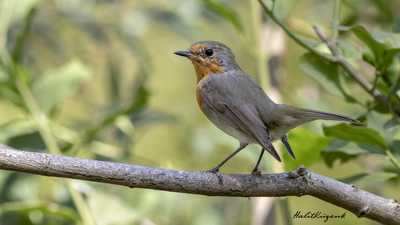 Kızılgerdan (Erithacus rubecula) - Ankara / Kızılcahamam kuş fotoğrafı
