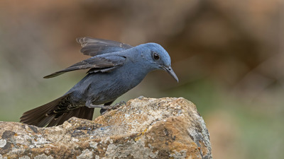 Gökardıç