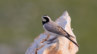 Kulaklı Toygar - Eremophila alpestris kuş fotoğrafı