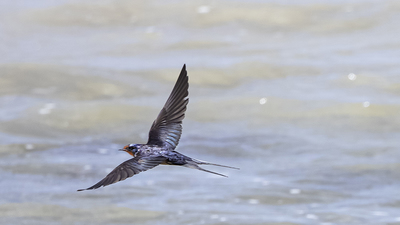 Kır Kırlangıcı - Hirundo rustica kuş fotoğrafı