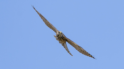 Yaz Atmacası (Tachyspiza brevipes) - Kırklareli / Merkez kuş fotoğrafı