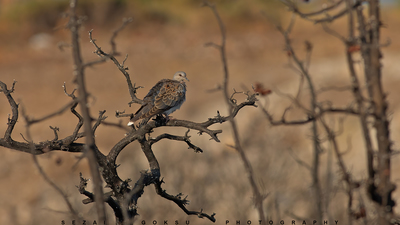 Üveyik (Streptopelia turtur) - İzmir / Çeşme kuş fotoğrafı