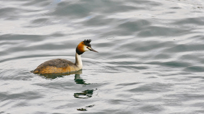 Bahri - Podiceps cristatus kuş fotoğrafı