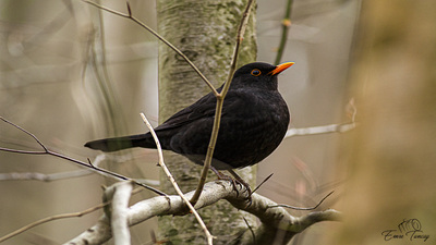 Karatavuk - Turdus merula kuş fotoğrafı