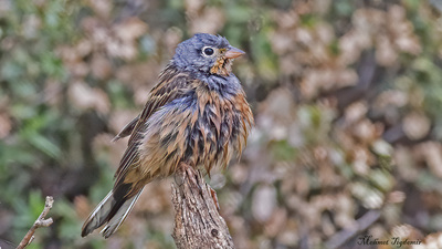 Kızıl kirazkuşu (Emberiza caesia) - Isparta / Eğirdir kuş fotoğrafı
