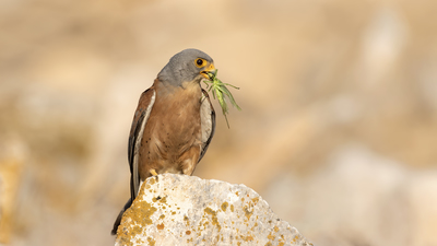 Küçük Kerkenez - Falco naumanni kuş fotoğrafı