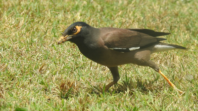 Çiğdeci - Acridotheres tristis kuş fotoğrafı