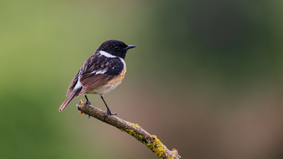 Taşkuşu (Saxicola rubicola) - Düzce / Merkez kuş fotoğrafı