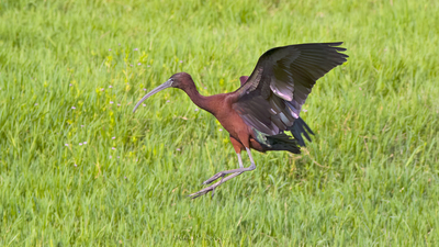 Çeltikçi (Plegadis falcinellus) - Adana / Sarıçam kuş fotoğrafı