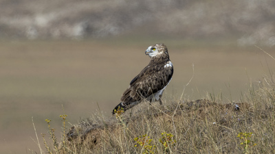 Yılan Kartalı - Circaetus gallicus kuş fotoğrafı