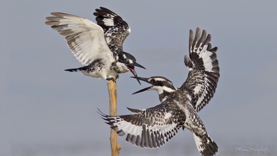 Alaca yalıçapkını (Ceryle rudis) - Adana / Karataş kuş fotoğrafı