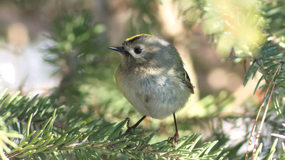 Çalıkuşu (Regulus regulus) - Sivas / Merkez kuş fotoğrafı