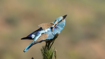 Gökkuzgun (Coracias garrulus) - Malatya / Yazıhan kuş fotoğrafı