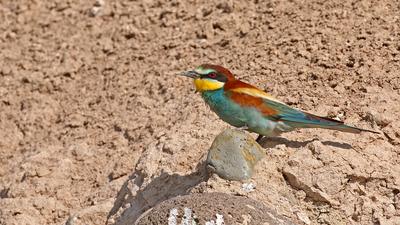 Arıkuşu - Merops apiaster kuş fotoğrafı