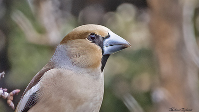 Kocabaş