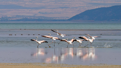 Flamingo