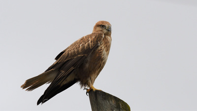 Kızıl Şahin - Buteo rufinus kuş fotoğrafı