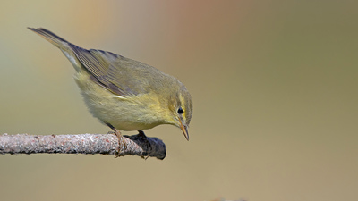Söğütbülbülü - Phylloscopus trochilus kuş fotoğrafı