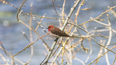 Çütre - Carpodacus erythrinus kuş fotoğrafı