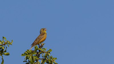Kirazkuşu (Emberiza hortulana) - Kırklareli / Merkez kuş fotoğrafı