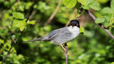 Maskeli Ötleğen - Curruca melanocephala kuş fotoğrafı