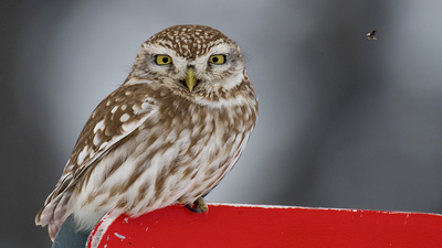 Kukumav - Athene noctua kuş fotoğrafı
