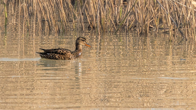 Boz Ördek (Mareca strepera) - Düzce / Gölyaka kuş fotoğrafı