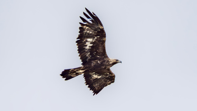 Kaya Kartalı - Aquila chrysaetos kuş fotoğrafı