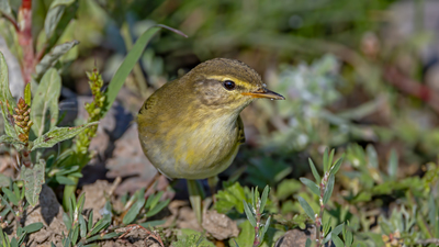 Söğütbülbülü - Phylloscopus trochilus kuş fotoğrafı