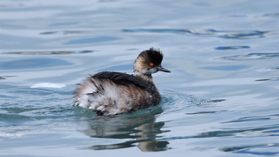 Karaboyunlu Batağan - Podiceps nigricollis kuş fotoğrafı