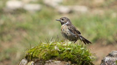 Taşkuşu (Saxicola rubicola) - Bilecik / Bozüyük kuş fotoğrafı
