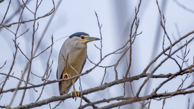 Gece Balıkçılı - Nycticorax nycticorax kuş fotoğrafı
