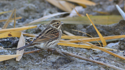 Bataklık Çintesi - Emberiza schoeniclus kuş fotoğrafı