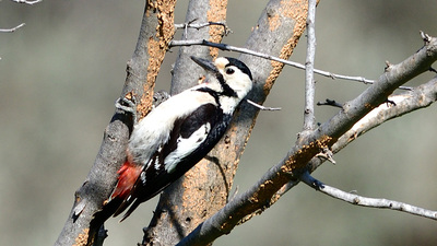 Alaca Ağaçkakan