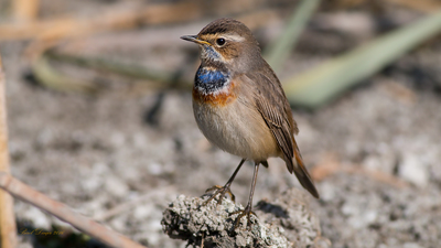 Mavigerdan - Luscinia svecica kuş fotoğrafı