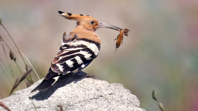 İbibik - Upupa epops kuş fotoğrafı