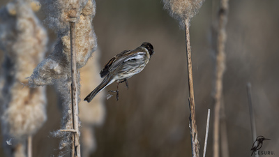 Bataklık Çintesi - Emberiza schoeniclus kuş fotoğrafı