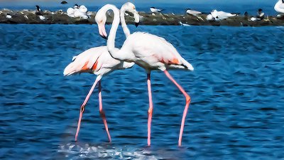 Flamingo