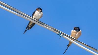 Kır Kırlangıcı - Hirundo rustica kuş fotoğrafı