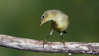 Söğütbülbülü (Phylloscopus trochilus) - Denizli / Merkezefendi kuş fotoğrafı