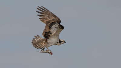 Balık Kartalı - Pandion haliaetus kuş fotoğrafı