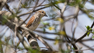 Kızılsırtlı örümcekkuşu (Lanius collurio) - Ankara / Kahramankazan kuş fotoğrafı