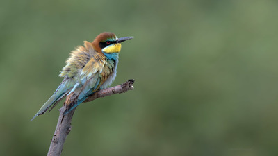 Arıkuşu - Merops apiaster kuş fotoğrafı