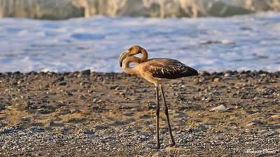 Flamingo