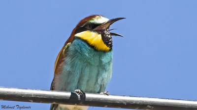 Arıkuşu
