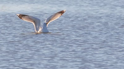 Gümüş Martı - Larus michahellis kuş fotoğrafı