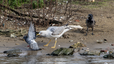 Gümüş Martı - Larus michahellis kuş fotoğrafı