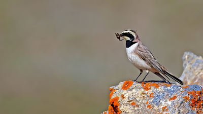 Kulaklı Toygar (Eremophila alpestris) - Malatya / Yeşilyurt kuş fotoğrafı